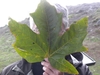 Showing the size of the leaf as it entirely covers a human face