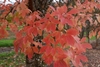 Foliage with dark & light-colored red-orange leaves in fall