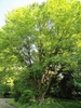Multi trunked rounded habit with brown bark of a mature tree