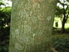 Bark showing greenish flakes with brown furrows