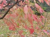 Red-burgundy & green leaves on a branch in fall