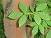 Bright green compound, opposite trifoliate elliptical leaves