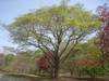 Mature multi trunked tree with visible branches & young leaves