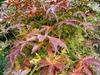 Crimson with some yellow foliage in fall