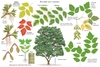 Illustration of all the details of this species.