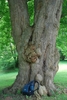 Large multi-trunk with gray flakey bark of a mature tree.