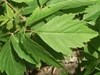 Pinnately compound opposite leaves with 3 to 7 leaflets