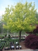 Irregular rounded habit of a young tree & yellowish-green leaves
