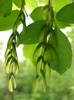 Pinnately compound leaves and pendulous green samaras