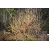 A leafless tree with showy yellow branches in winter.