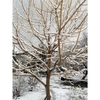 Leafless tree in winter with branches lined with snow