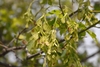 Bunches of pendulous green samaras on common green stalks