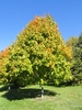 Medium dense rounded habit with colored leaves in the canopy