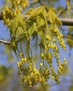 Bunches of gold-yellow male flowers with 2"-4" long umbels