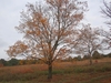Habit in fall with visible branches and sparse orange leaves