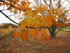 Orange, yellow & green colors on leaves in fall