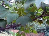 Dark green leaves on a stem