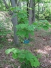 Straight erect habit of a seedling