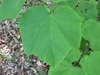 Light green leaves with 3-5 oval shallow lobes & terminal points