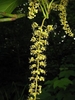 Pendulous yellow raceme of male flowers at stem tip