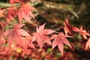 Palmately lanceolate lobed (5) bright crimson leaves in fall