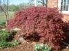 Round, broad, and upright habit & dense spreading branches.