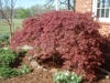 Mound-like form with crimson leaves