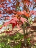 Small red flowers on stalked umbrels in spring
