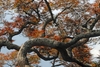 Multiple twisted mature branches with light brown & grey bark