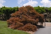 Mature tree with green tinged crimson foliage & twisted branches