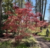 Small tree with an open mounding habit & spreading branch.