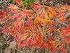 Red, orange & yellow streaks in a fern-like compound leaf - fall