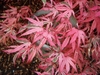 Lobed, crimson/green leaves with white margins in fall