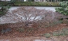 Winter form