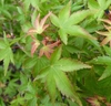 Palmately lanceolate lobed (5) green leaves with reddish border