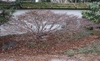Leafless winter habit with multi trunks & spreading branches