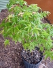 Acer palmatum 'Kiyohime' in pot
