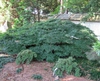 Acer palmatum 'Kiyohime' form