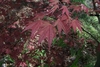 Red-purple opposite leaves on same color petioles in spring.