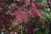 Leaves in Spring