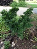 Dwarf tree with contorted dense foliage - Dark Green leaves