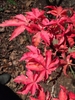 Fall Leaves - Red-Orange in color