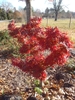 Fall Form -  Red-Orange Leaves
