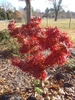 Dwarf tree with contorted layered foliage - Red-Orange in fall