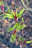 New Growth- light green leaves emerging from a red sheath