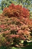 Multi-trunked rounded habit with orange-red leaves in fall