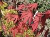 6 deeply lobed opposite crimson leaves in fall