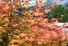 Red branches with yellow leaves having red margins in fall