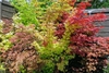 Acer palmatum 'Sango-kaku'