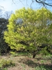 Acer palmatum 'Sangokaku'